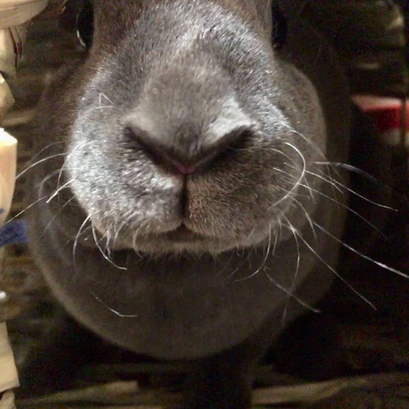 Meet your Posher, Bunny B - Picture 6 of 7